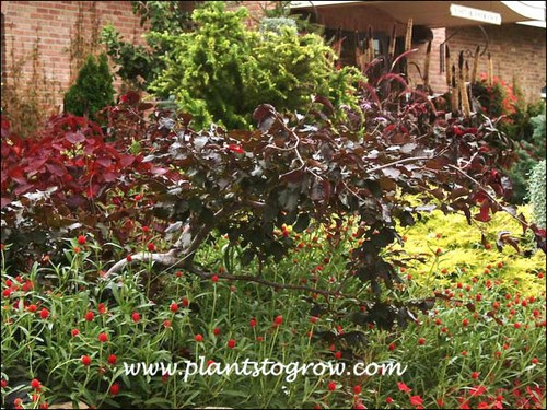 The Beech is set in a vary colorful garden at the entrance to the gardens.